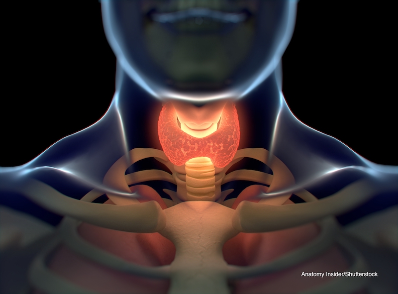 Thyroid gland inside human body. Glowing red. 3D illustration.