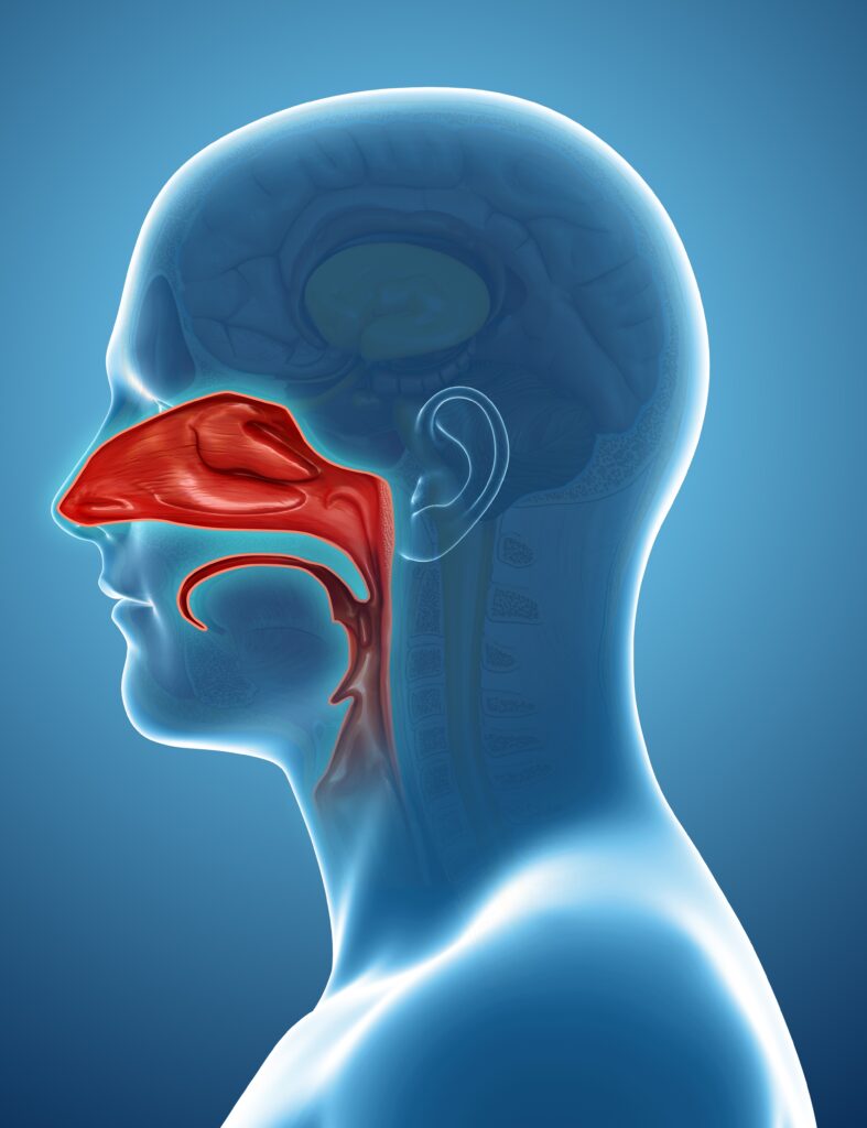 Human nasal cavity, illustration - ENTtoday